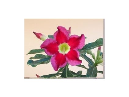 Adenium obesum hybr. 'ANAMIKA'