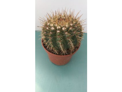 Notocactus roseoluteus