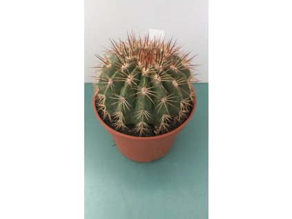 Melocactus brodwayi