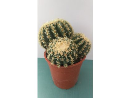Echinocactus grusonii f. brevispinus skupiny