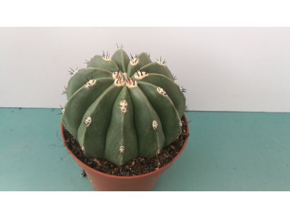 Melocactus maxonii f. inermis