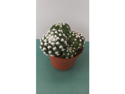 Echinopsis subdenudata f. weiss