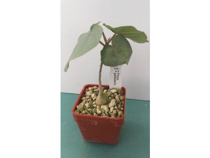 Ficus petiolaris
