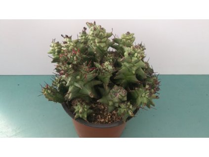 Euphorbia horrida hybrid.