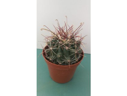 Hamatocactus hamatacanthus v. davisii