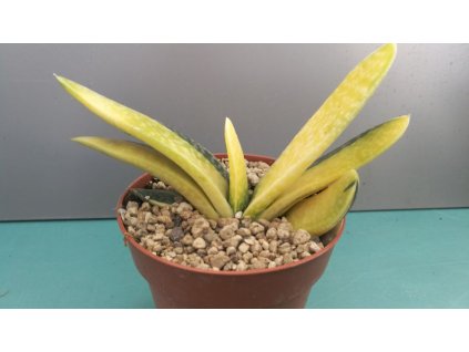 Gasteria liliputana "Variegata"