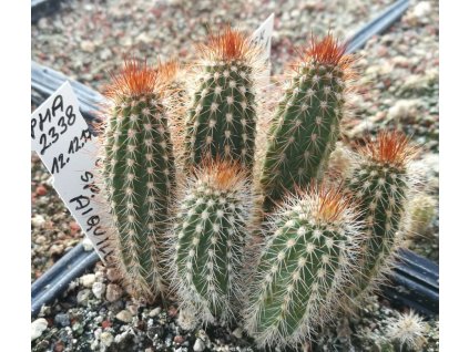 Cleistocactus sp. Aiquile PHA 2338