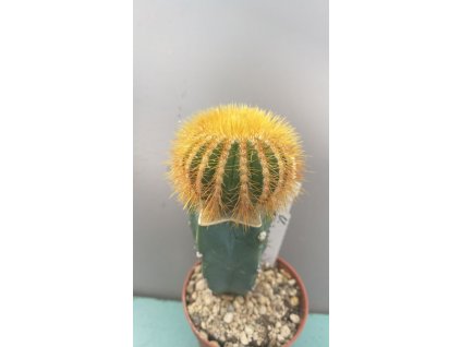 Uebelmania eriocactoides
