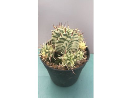 Euphorbia meloformis "Variegata"