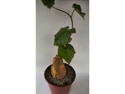 Tinospora cafra RM 26652