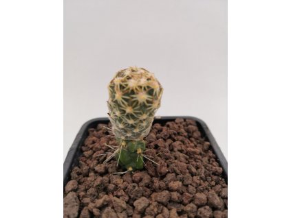 Pediocactus mesae - verdae FH 061.5