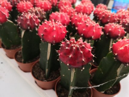 Gymnocalycium mihanovichii červeno-černé