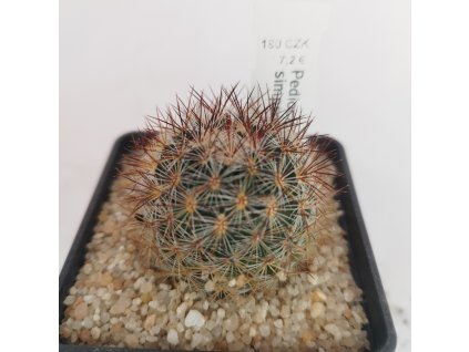 Pediocactus simpsonii pravokořenné