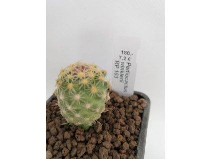 Pediocactus winklerii RP 103