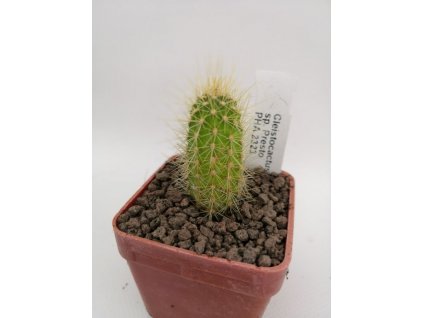 Cleistocactus sp. Presto PHA 2323