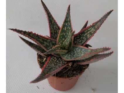 Aloe hybrid  pink blush