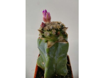 Mamillaria hernandezii MZ 1286