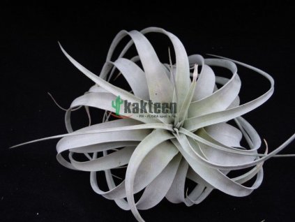 Tillandsia xerografica