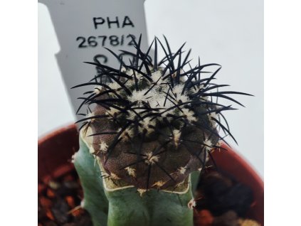 Copiapoa corralensis PHA 3044