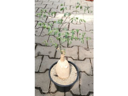 Moringa rivae RM 774 XXL