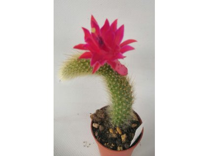 Hildewinteria colademononis