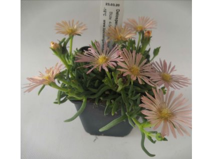 Delosperma Alan´s Aprikot