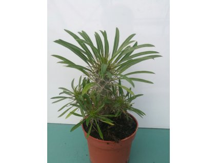 Pachypodium lamerei