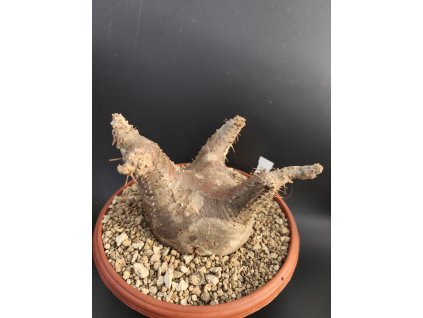 Pachypodium makayense XL