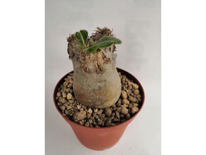Pachypodium eburneum XL