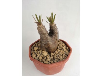 Pachypodium inopinatum XL