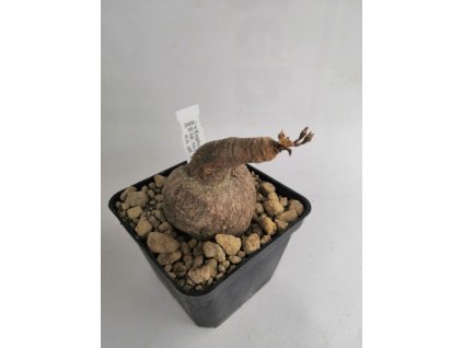 Euphorbia lawantii sp.n. aff. moratii