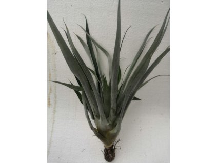 Tillandsia oesterdiana