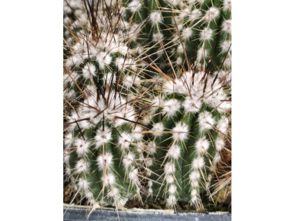 Eulychnia sant-piena PHA 2558