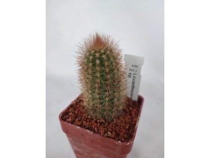 Loxanthocereus convergens ASK 303.2