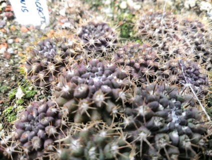 Pyrhocactus confinis PHA 2433