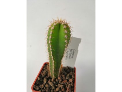 Cereus forbesii f. espiralis S