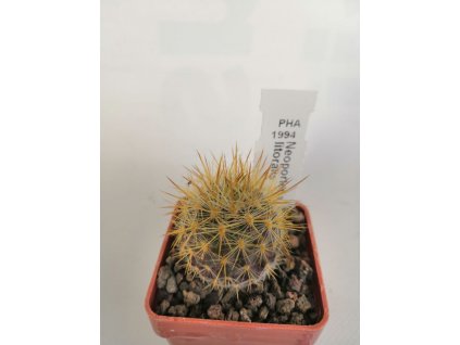 Neoporteria litoralis PHA 1994