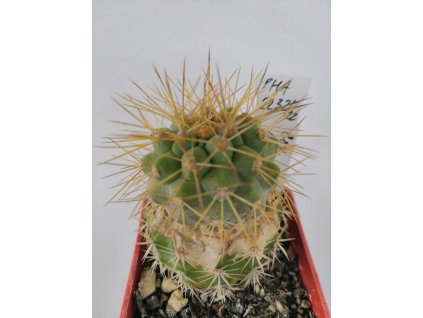 Copiapoa haseltoniana PHA 2232