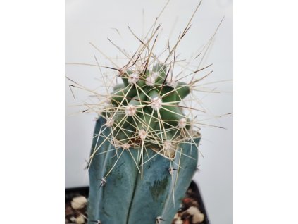 Echinocereus mapimiensis DFM 1765