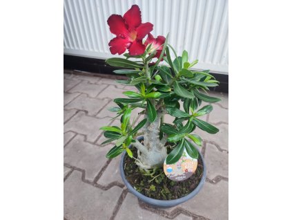 Adenium obesum XL