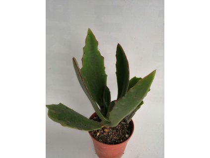 Kalanchoe synsepala