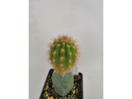 Browningia candelaris v. minor ASK 369.1
