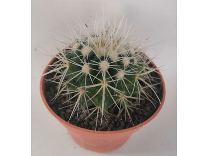 Echinocactus grusonii v. albispinus L