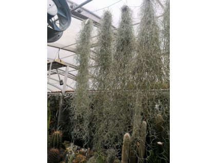 Tillandsia usneoides XL