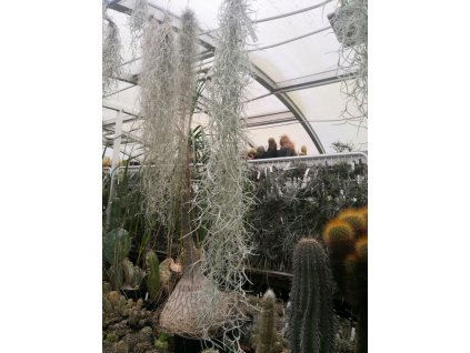 Tillandsia usneoides grob silber