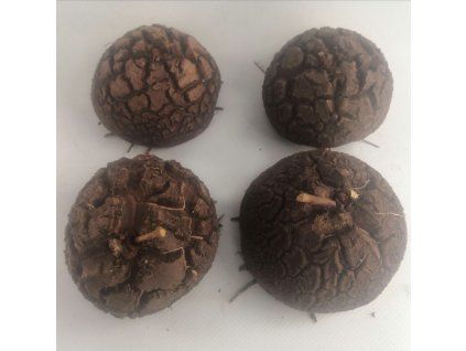 Dioscorea elephantipes XXXL