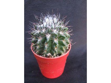 Pyrrrhocactus floccosus