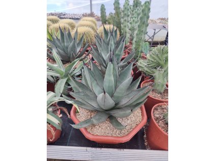 Agave nigra XXL