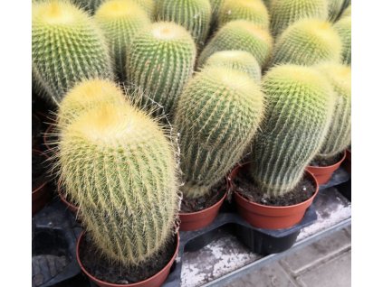 Eriocactus leninghausii XL