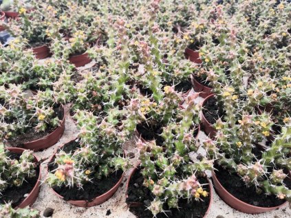 Euphorbia lenewtonii L